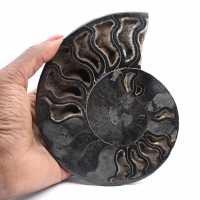 Polished Ammonite for Discerning Collectors – Authentic Fossil