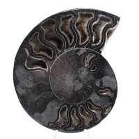 Ammonite Polie pour Collectionneurs Exigeants – Fossile Authentique