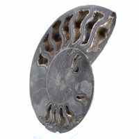 Polished Ammonite for Discerning Collectors – Authentic Fossil