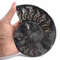 Ammonite Fossil Natural Decoration – Unique Specimen