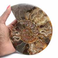 Ammonite Fossil Living Room Decoration – Raw/Polished Geological Specimen