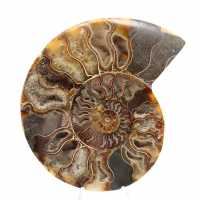 Ammonite Fossile Grande Spirale Polie – Décor Historique