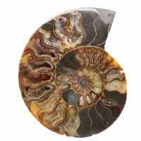 Ammonite Madagascar Sciée Polie – Belle Pièce de Vitrine