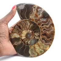 Polished Ammonite for Collectible Furniture – Treasure of Madagascar