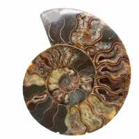 Ammonite Polie pour Meuble de Collection – Trésor de Madagascar