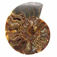 Ammonite Fossile Polie – Trésor Scientifique de Madagascar