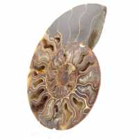 Polished Fossil Ammonite – Scientific Treasure of Madagascar