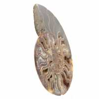 Polished Ammonite with Structured Interior – Mineral Decoration