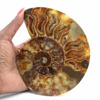 Polished Madagascar Ammonite – Centerpiece for Interior Design