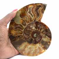 Polished Ammonite, Perfect Cut – Choice Specimen
