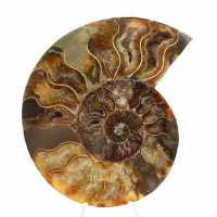 Ammonite Polie Découpe Parfaite – Spécimen de Choix