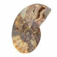 Polished Ammonite, Perfect Cut – Choice Specimen