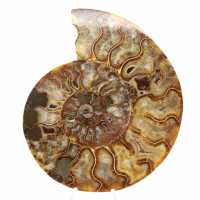 Ammonite Madagascar Ornementale Polie – Décor Authentique