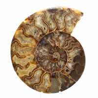 Ammonite Fossile Sciée Polie – Géométrie Parfaite