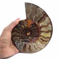 Ammonite Collector's Item from Madagascar – Sawn Cut