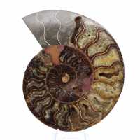 Ammonite Pièce de Collection Madagascar – Coupe Sciée