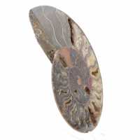 Ammonite Collector's Item from Madagascar – Sawn Cut