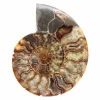 Ammonite Fossile Sciée Polie – Éclat Naturel de Madagascar