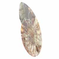 Polished Sawn Ammonite Fossil – Natural Brilliance from Madagascar