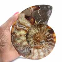 Sawn Fossil Ammonite – Study and Decorative Piece
