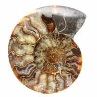 Ammonite Fossile Sciée – Pièce d'Étude et de Décoration