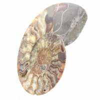 Sawn Fossil Ammonite – Study and Decorative Piece