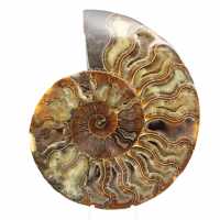 Ammonite Polie Décoration Design – Fossilisation Rare