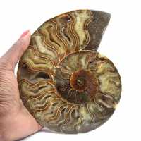 Polished Natural Fossil Ammonite – Decoration and Science