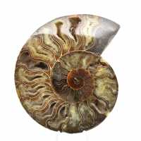 Ammonite Fossile Naturelle Polie – Décoration et Science