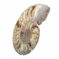 Polished Natural Fossil Ammonite – Decoration and Science