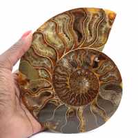 Polished Ammonite Specimen from Madagascar – Decorative Element