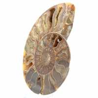 Polished Ammonite Specimen from Madagascar – Decorative Element