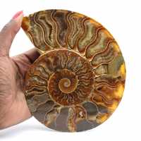 Ammonite Madagascar Collection – Relique Fossile Polie
