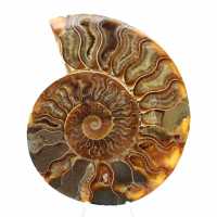 Ammonite Madagascar Collection – Relique Fossile Polie