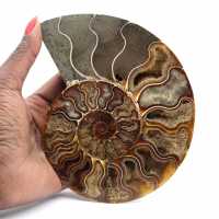 Small Polished Madagascar Ammonite – Scientific Gift