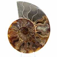 Ammonite Madagascar Petit Modèle Polie – Cadeau Scientifique