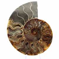 Ammonite Fossile Sciée – Authenticité pour Amateurs de Pierres