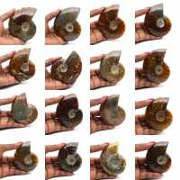 Ganzer polierter Ammonit aus Madagaskar