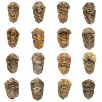 Fossiler Trilobiten aus Marokko