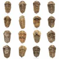 Fossiler Trilobiten aus Marokko