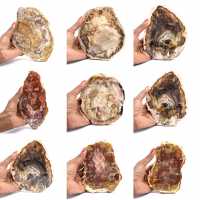 Versteinertes Holz aus Madagaskar