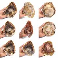 Versteinertes Holz aus Madagaskar