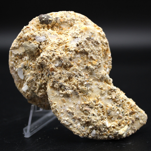Scutella, oursin fossile