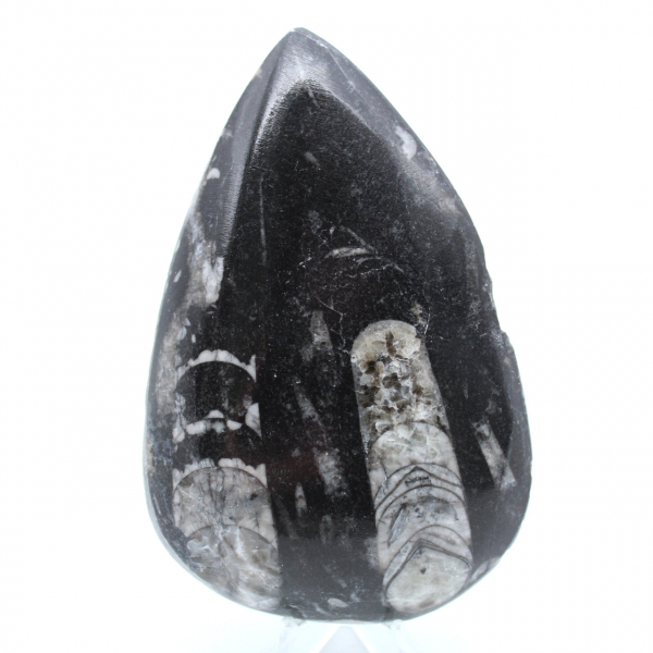 Polished orthoceras from morocco