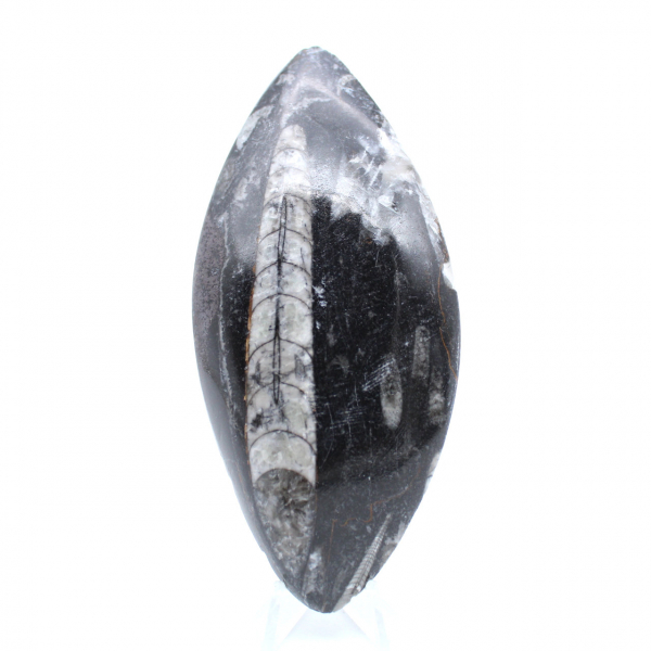 Orthocéras fossilisé