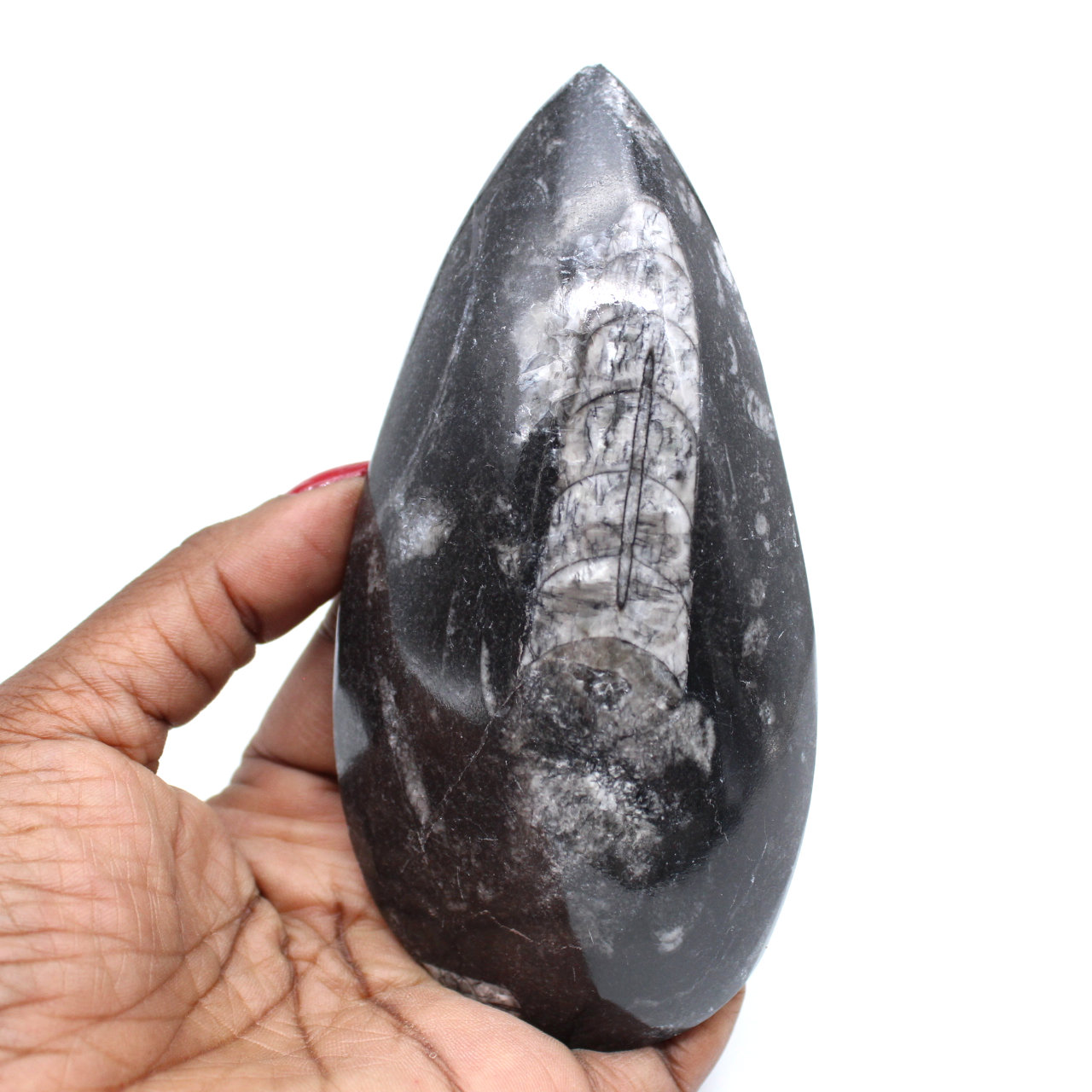 Orthocéras fossile