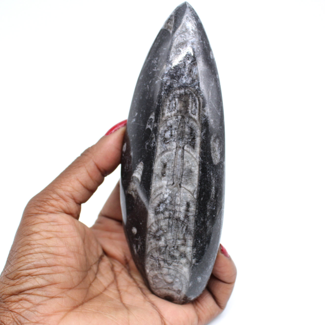 Polished orthocera fossil