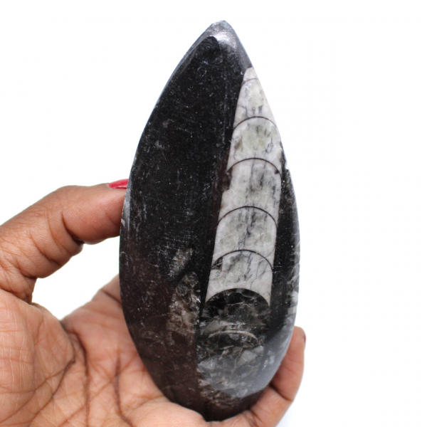 Natural orthoceras fossil