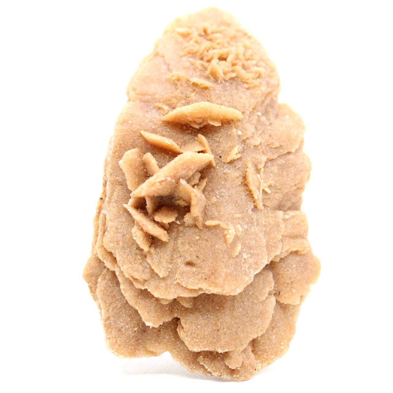 Desert Rose