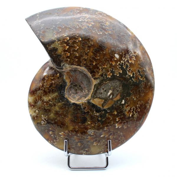 Whole polished natural ammonite